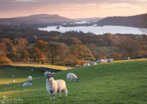 Sheep On The Banks Of Autumn Windermere