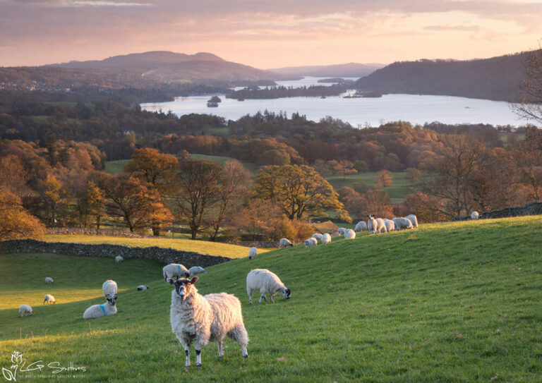 Sheep On The Banks Of Autumn Windermere
