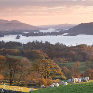 Sheep On The Banks Of Autumn Windemere Photo Slate