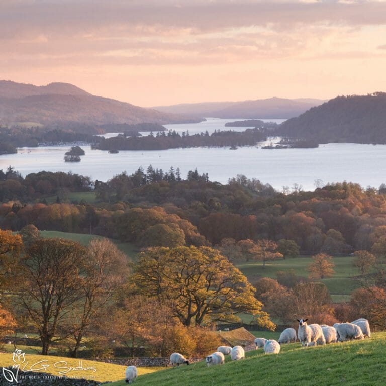 Sheep On The Banks Of Autumn Windemere Photo Slate
