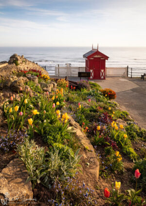 Spring Flowers At Saltburn Cliff Lift
