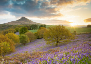Sunrise Over Roseberry Topping And The Bluebells