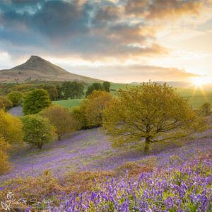 Sunrise Over Roseberry Topping And The Bluebells Photo Slate
