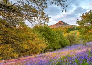 Sunset Bluebells Roseberry Topping