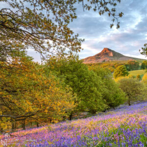 Sunset Bluebells Roseberry Topping Photo Slate