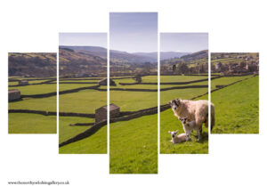 Swaledale Sheep Gunnerside Lambs 5PCS Wall Art