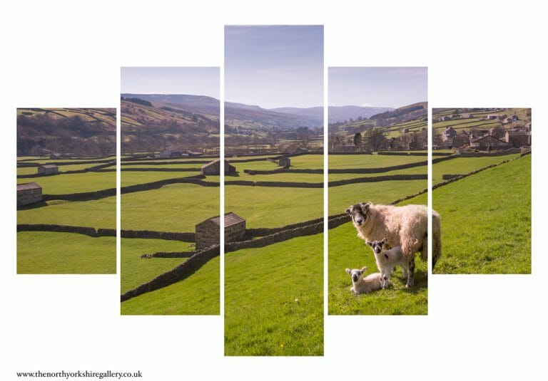 Swaledale Sheep Gunnerside Lambs 5PCS Wall Art
