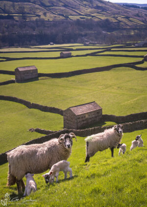 Swaledale Sheep Gunnerside