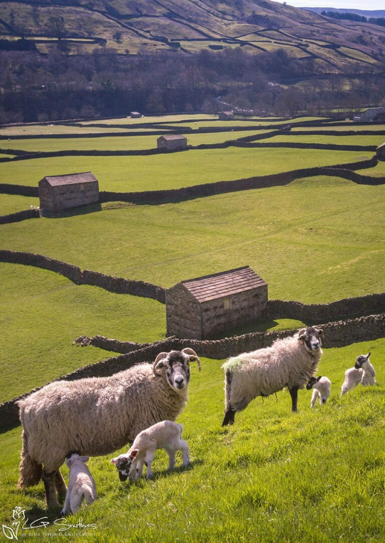 Swaledale Sheep Gunnerside
