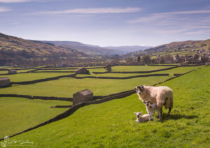 Swaledale Sheep Gunnerside Lambs