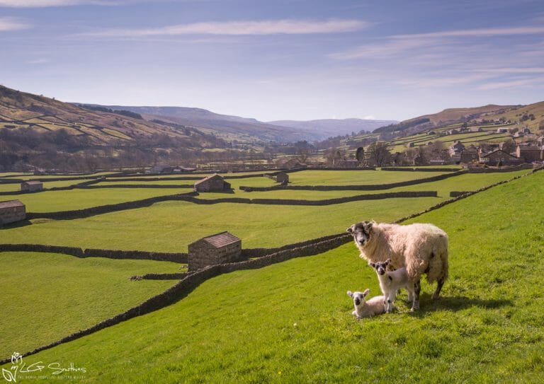 Swaledale Sheep Gunnerside Lambs