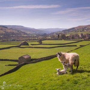 Swaledale Sheep Gunnerside Lambs Photo Slate