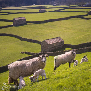 Swaledale Sheep Gunnerside Photo Slate