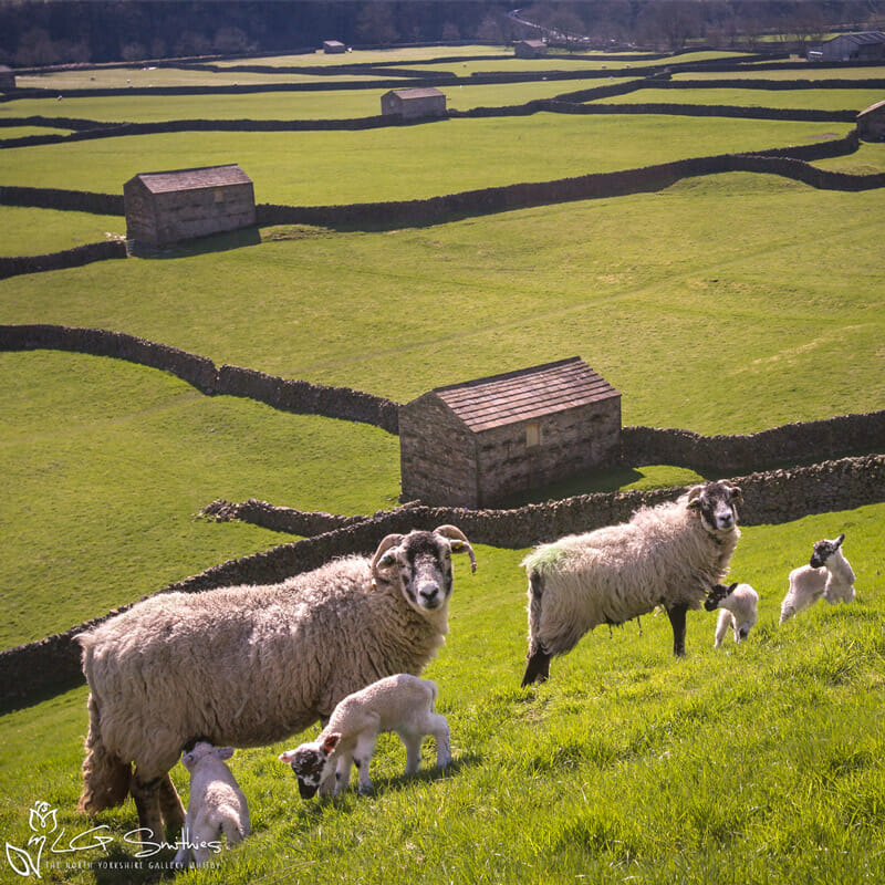 Swaledale Sheep Gunnerside Photo Slate 1 Swaledale Sheep Gunnerside Photo Slate