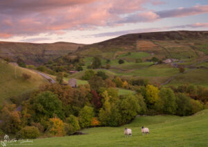 Swaledale Sheep at Keld