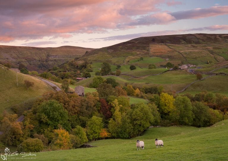 Swaledale Sheep at Keld