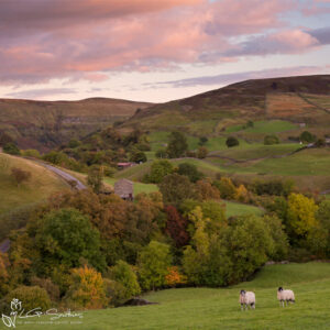 Swaledale Sheep at Keld Photo Slate