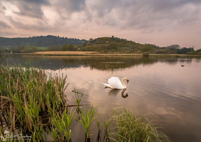 Swan At Margrove Park