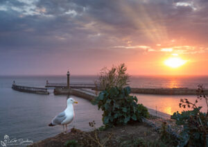 The Menace Of Whitby