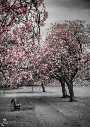 The Stray Harrogate Colour Splash