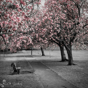 The Stray Harrogate Colour Splash Photo Slate