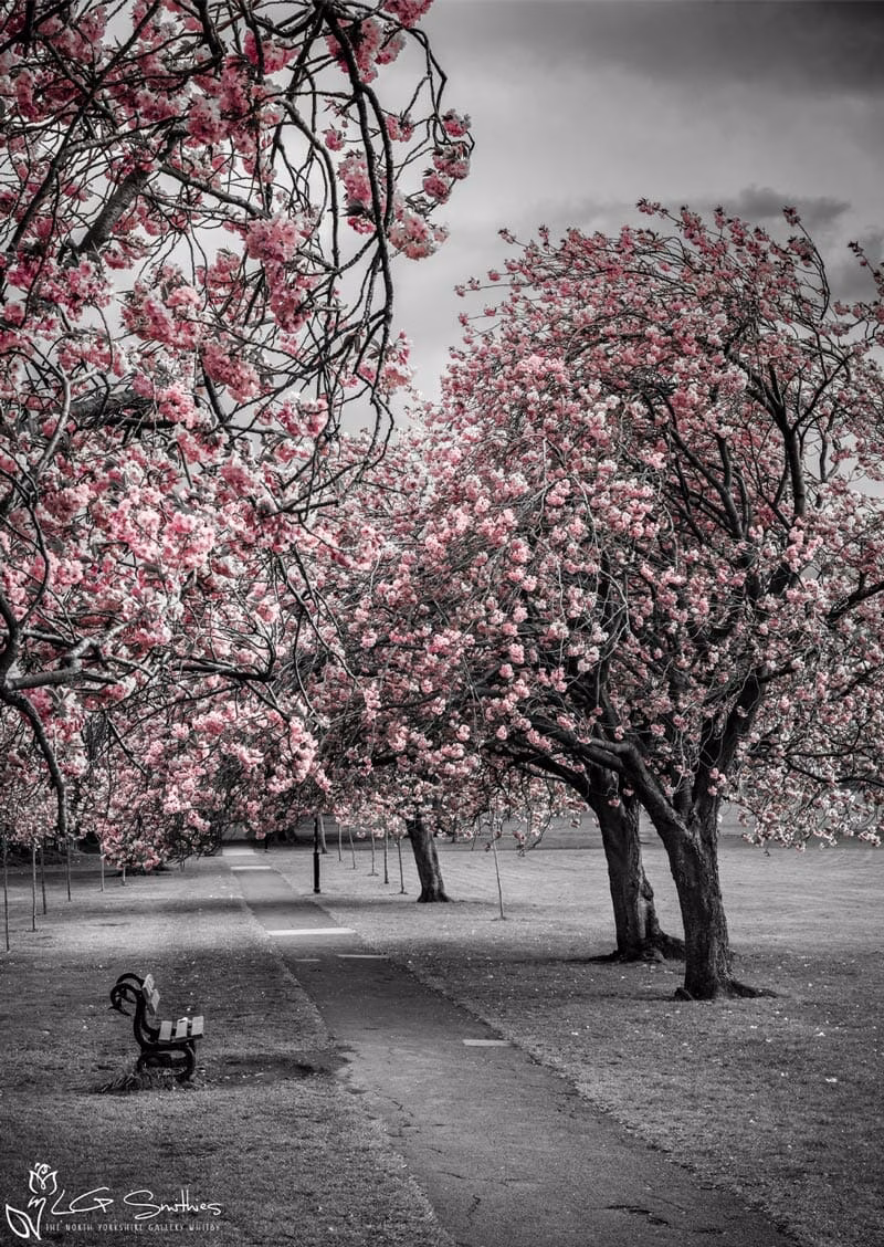 The Stray Harrogate Colour Splash The Stray Harrogate Colour Splash