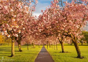 The Stray Harrogate