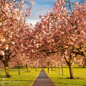 The Stray Harrogate Photo Slate
