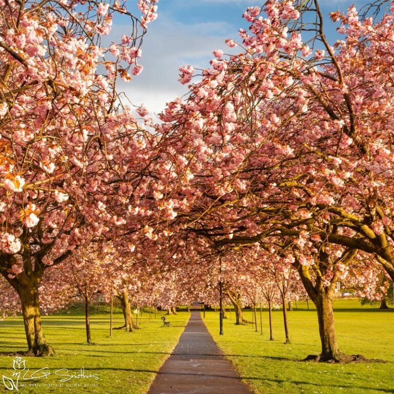 The Stray Harrogate Photo Slate