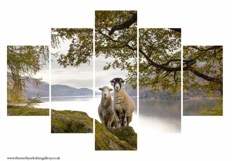 Ullswater Sheep Posing For A Photo 5PCS Wall Art