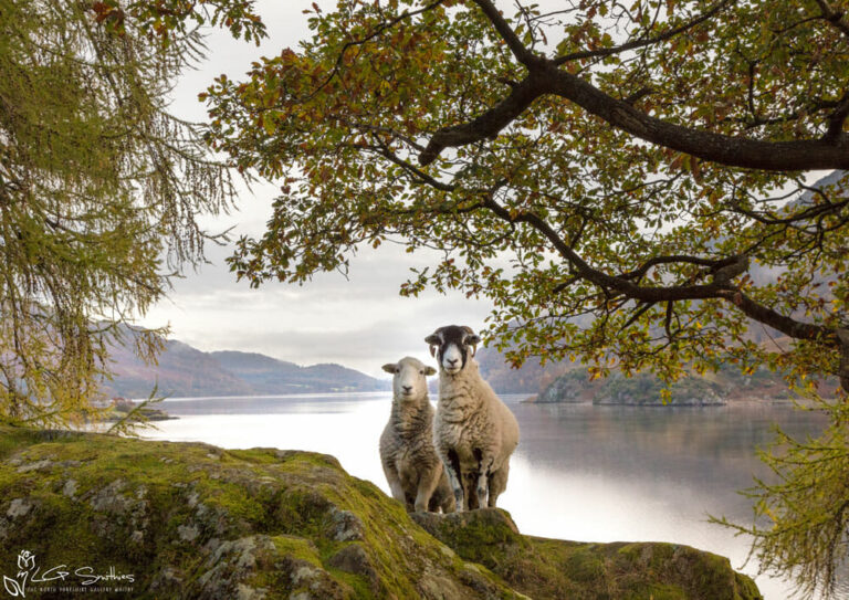 Ullswater Sheep Posing For A Photo