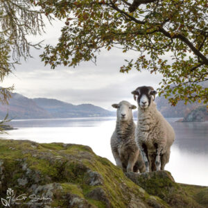 Ullswater Sheep Posing For A Photo Photo Slate