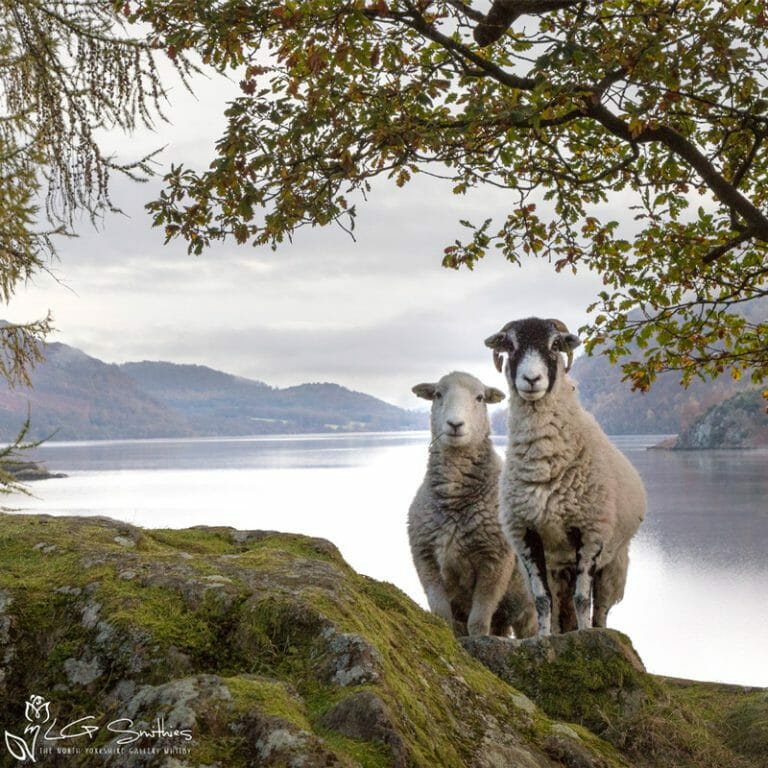 Ullswater Sheep Posing For A Photo Photo Slate