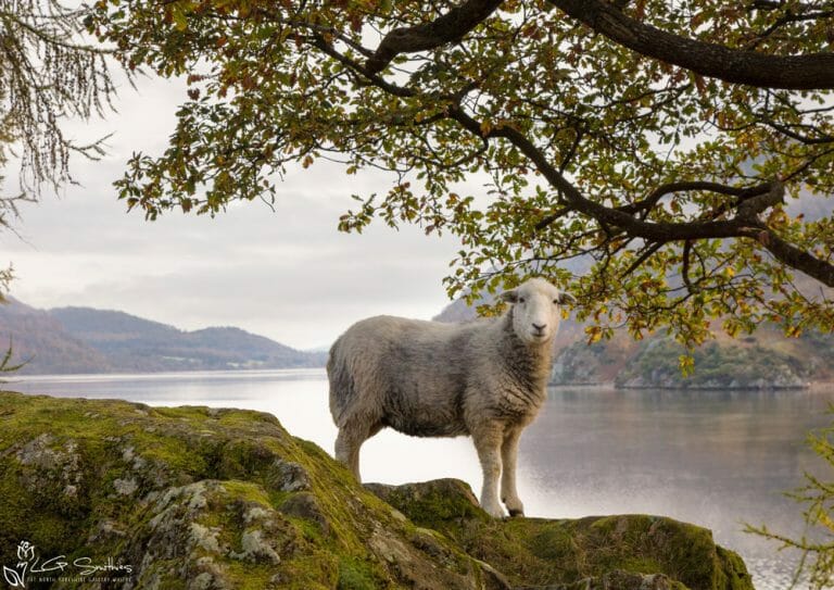 Ullswater Sheep On An Autumn Morning