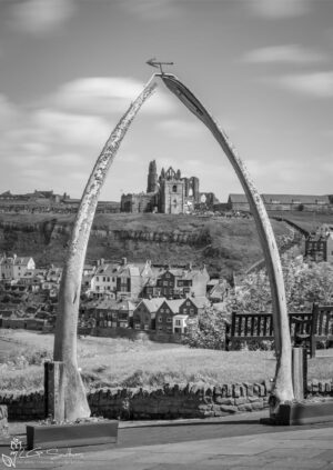 Whalebones Black and White