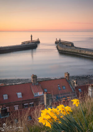 Whitby Harbour Daffodils