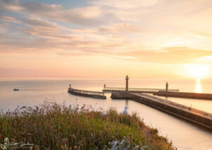 Whitby Seagulls At Sunrise