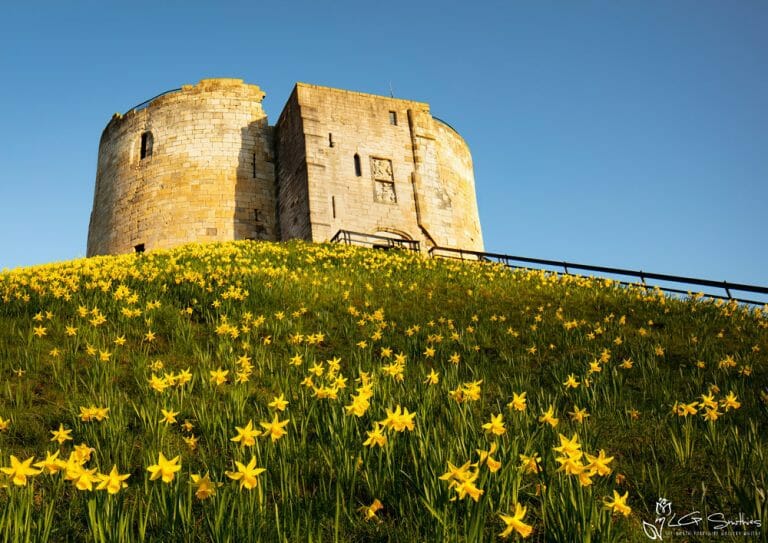 York Daffodils At Clifford's Tower