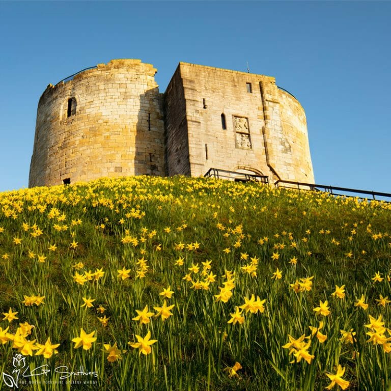 York Daffodils At Clifford's Tower Photo Slate