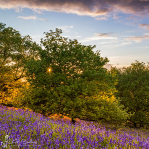 Bluebell Sunset Photo Slate
