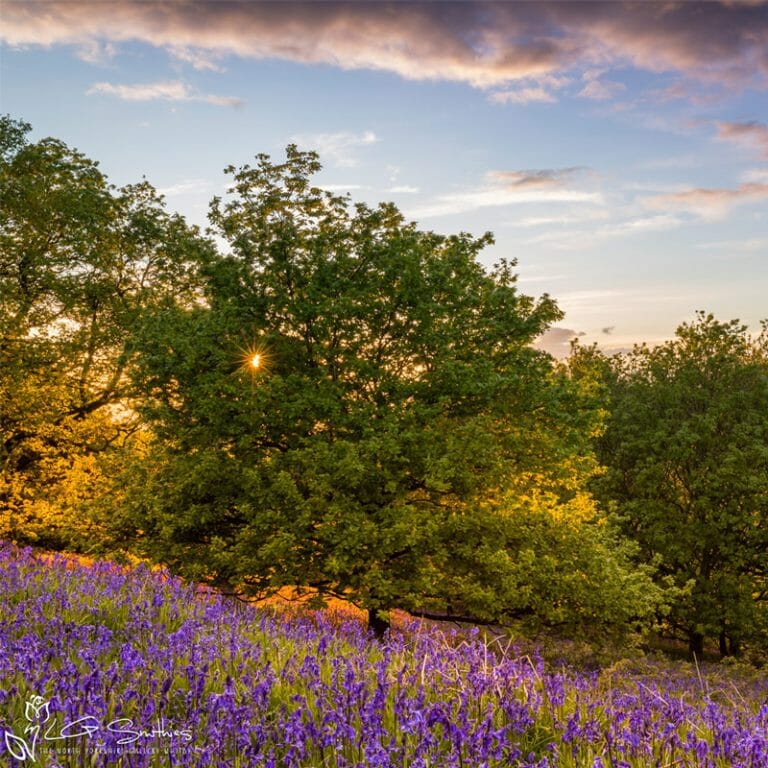 Bluebell Sunset Photo Slate