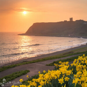 Daffodils and Scarborough Castle Mini Foam Board Print