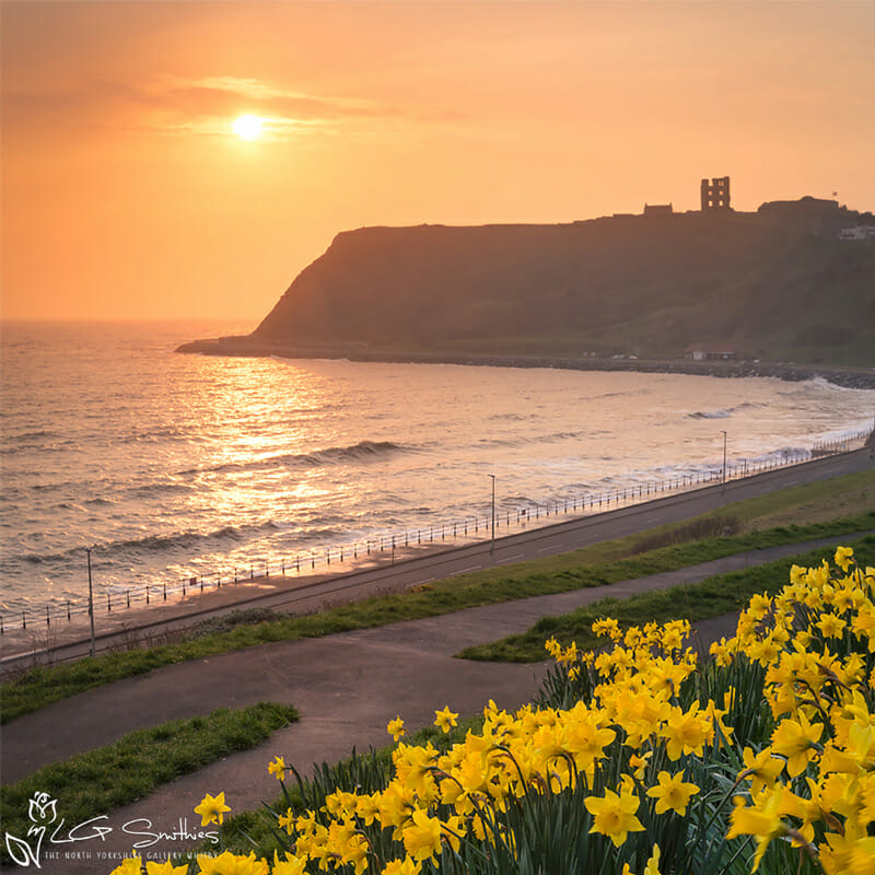 Daffodils and Scarborough Castle Mini Foam Board Print 1 Daffodils and Scarborough Castle Mini Foam Board Print