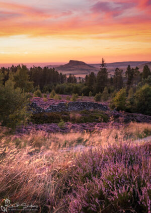 Roseberry Topping and Heather In Full Bloom