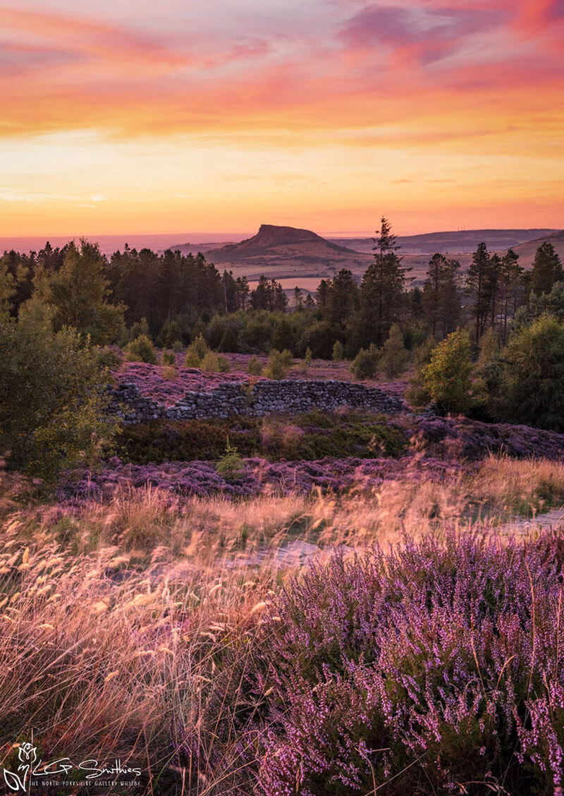 Roseberry Topping and Heather In Full Bloom