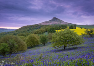 Roseberry Topping Morning Bluebells