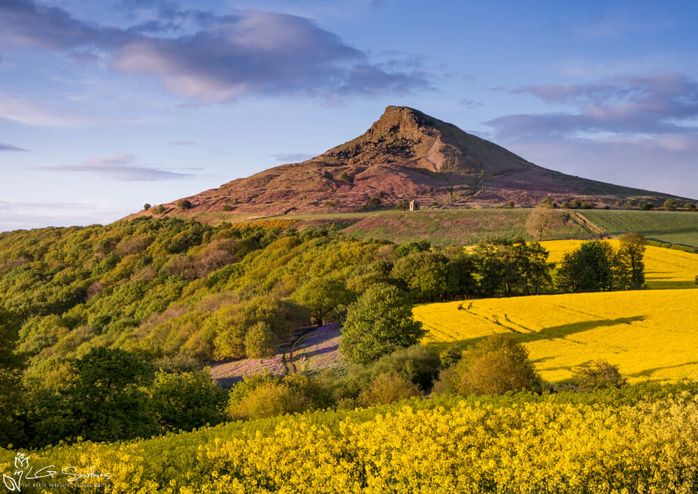 Roseberry-Topping-Oilseed-and-Bluebells copy Roseberry Topping with Yellow oilseed fields and Bluebells foam board print