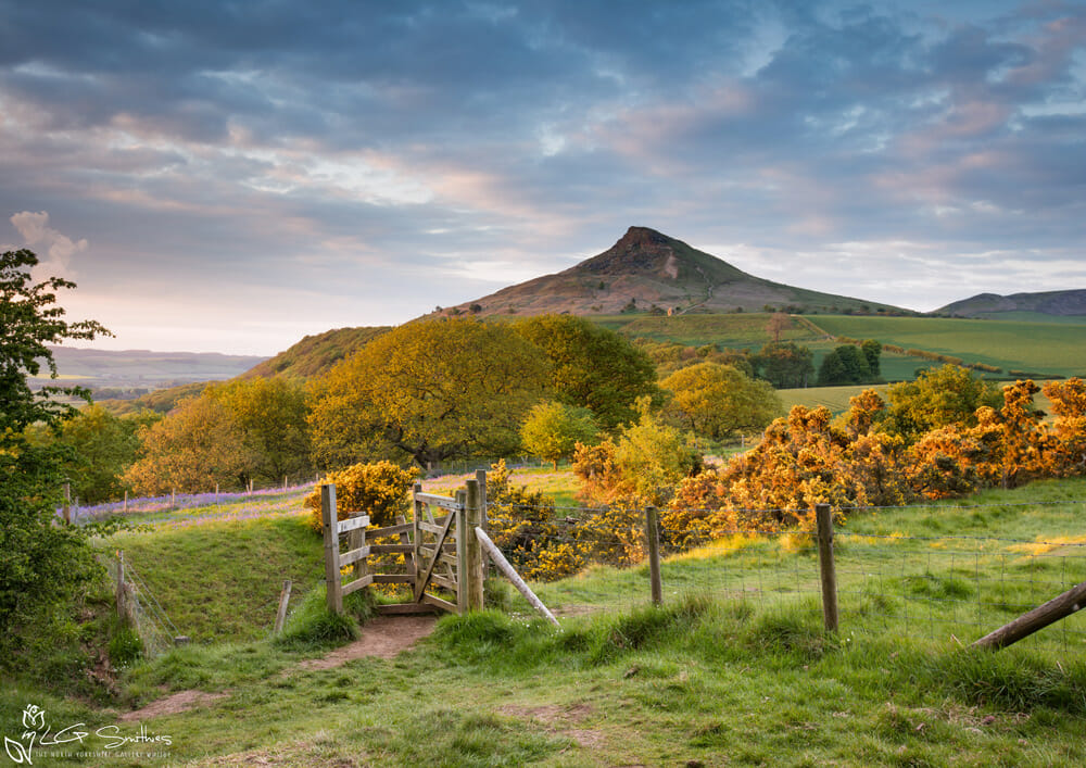 Roseberry-Topping-Spring copy Roseberry Topping in the spring with Bluebells framed print