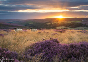 Summer Sunset On The Moor Top