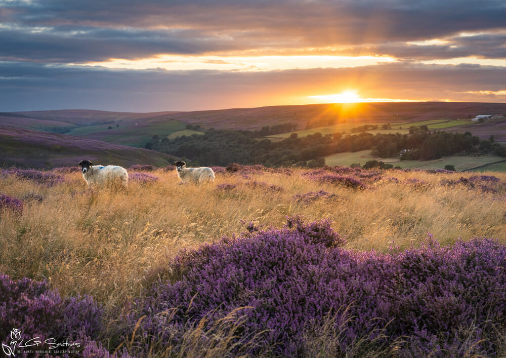 Summer Sunset On The Moor Top 1 Summer Sunset On The Moor Top